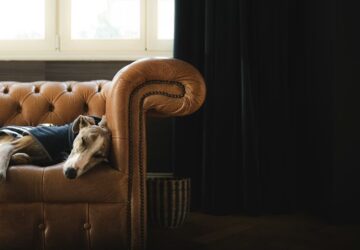 miert alszik tobbet a kutyam telen 2026