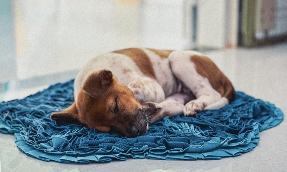 miert alszik tobbet a kutyam telen 3