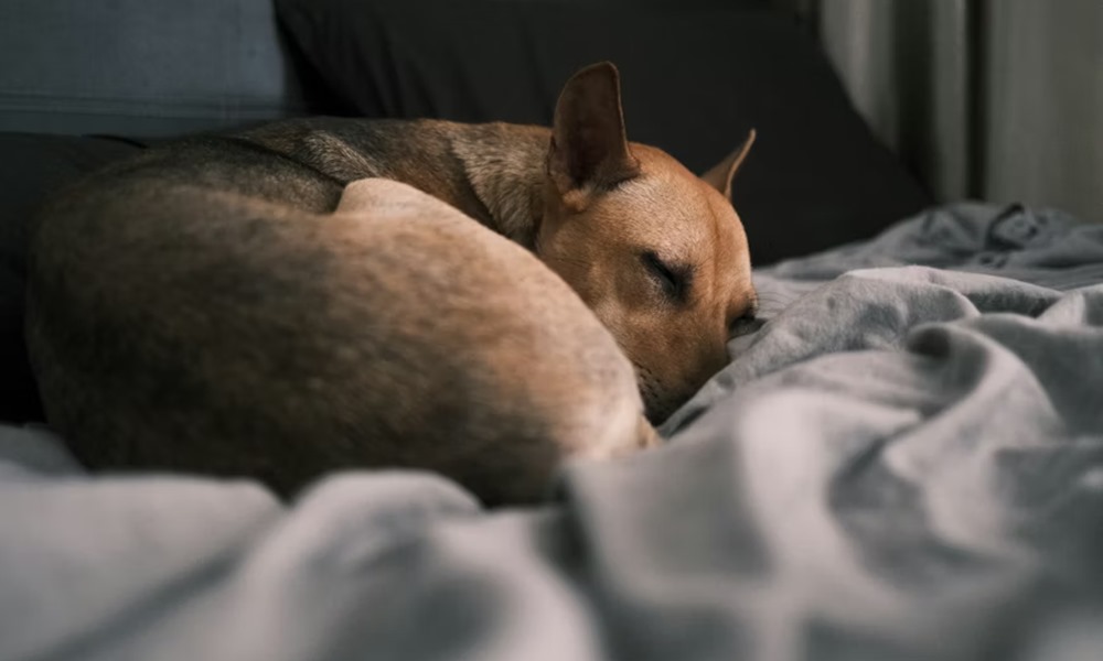 miert alszik tobbet a kutyam telen 4