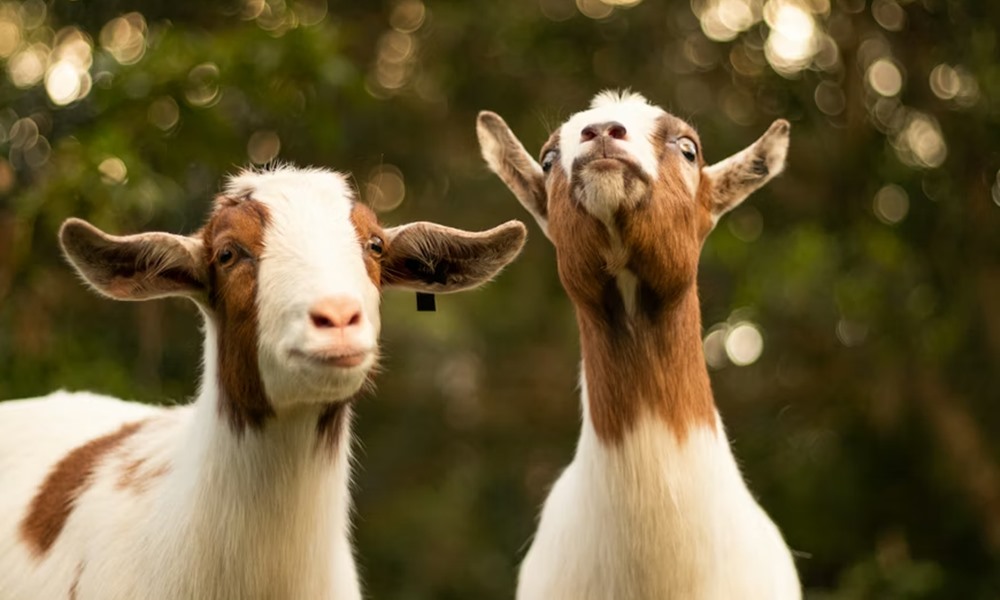 miert nez rad ugy a kecske 1