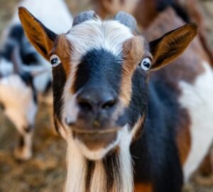 miert nez rad ugy a kecske 2