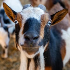 miert nez rad ugy a kecske 2