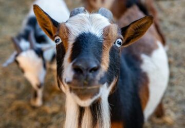 miert nez rad ugy a kecske 2