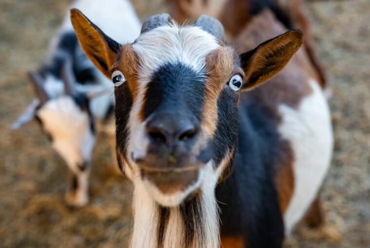 miert nez rad ugy a kecske 2