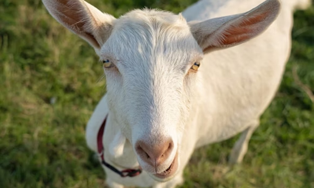 miert nez rad ugy a kecske 3