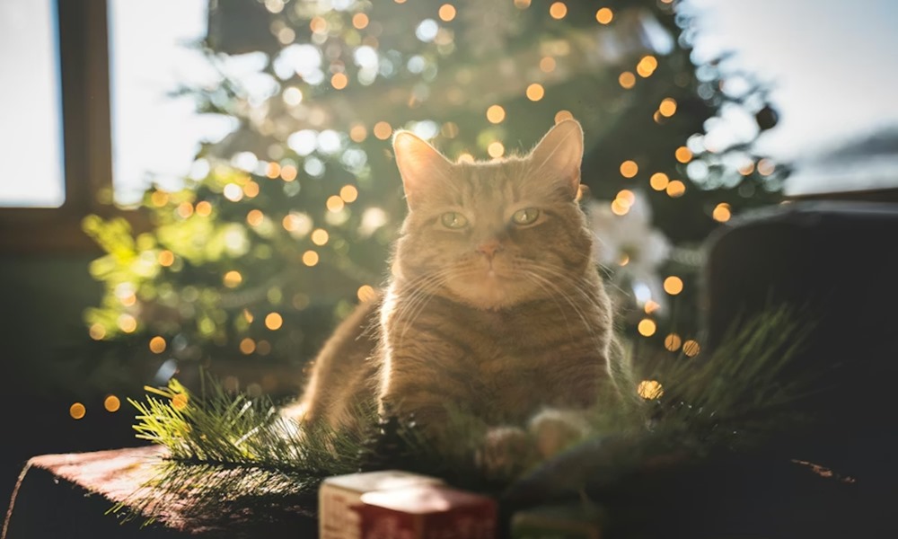 miert porognek tul a hazi kedvencek karacsonykor 1 miert porognek tul a hazi kedvencek karacsonykor 1