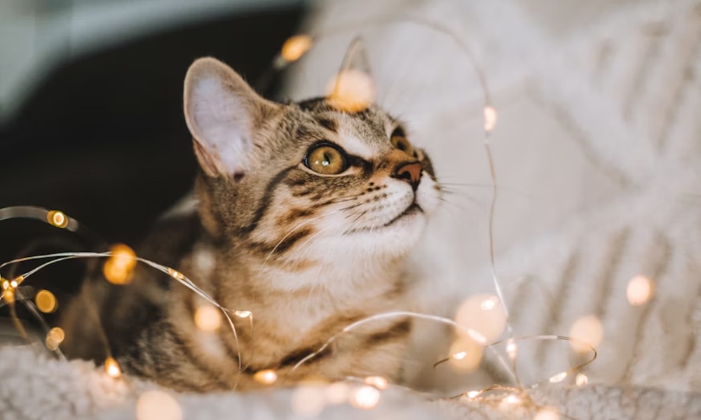 miert porognek tul a hazi kedvencek karacsonykor 2 miert porognek tul a hazi kedvencek karacsonykor 2