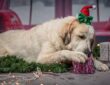 miert porognek tul a hazi kedvencek karacsonykor 3
