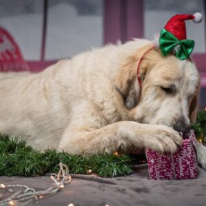 miert porognek tul a hazi kedvencek karacsonykor 3