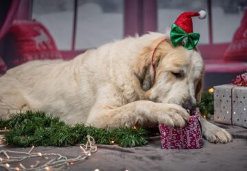 miert porognek tul a hazi kedvencek karacsonykor 3