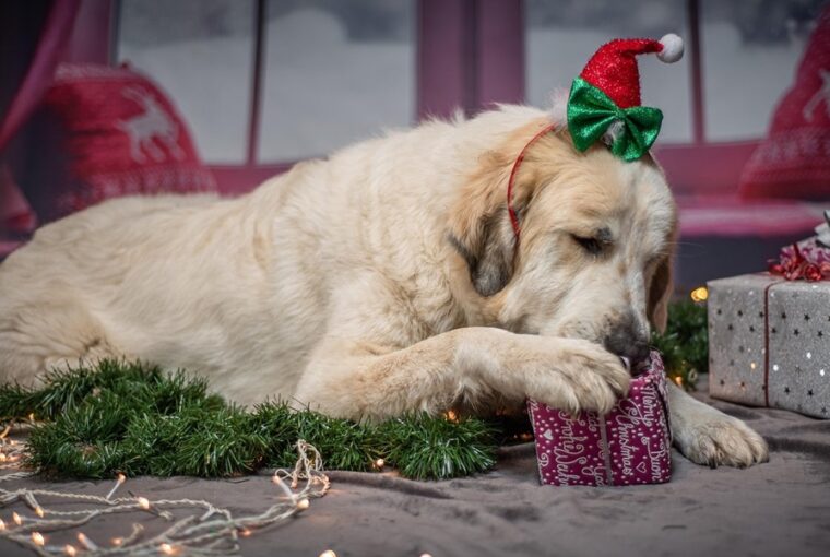 miert porognek tul a hazi kedvencek karacsonykor 3