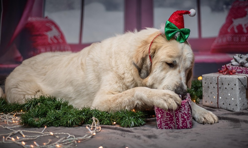 miert porognek tul a hazi kedvencek karacsonykor 3