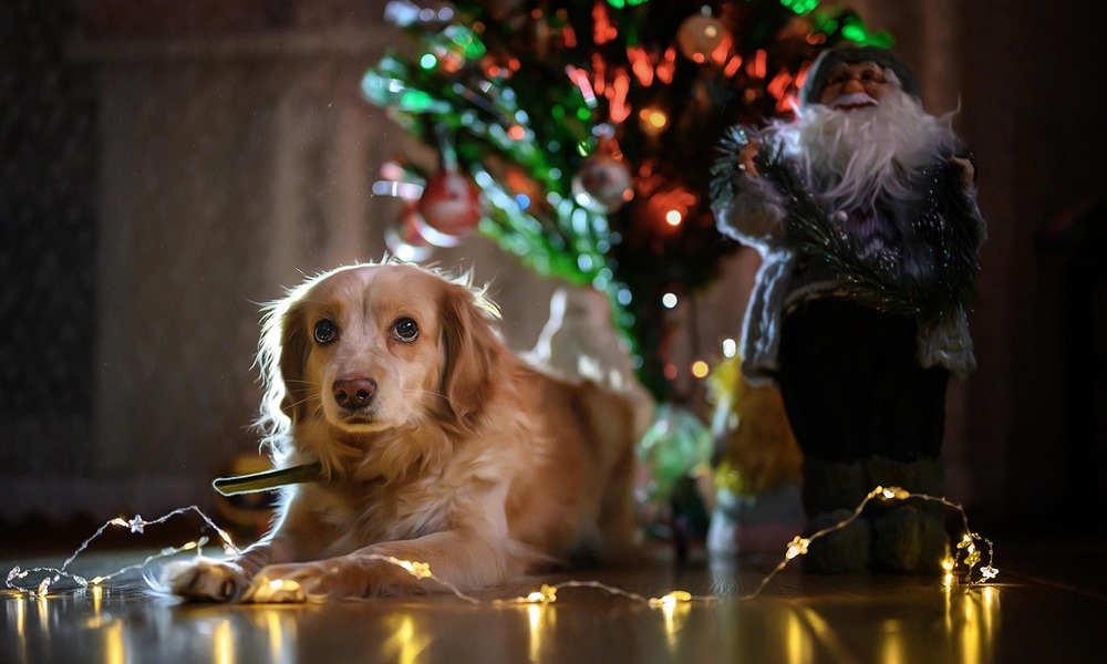 miert porognek tul a hazi kedvencek karacsonykor 4 miert porognek tul a hazi kedvencek karacsonykor 4