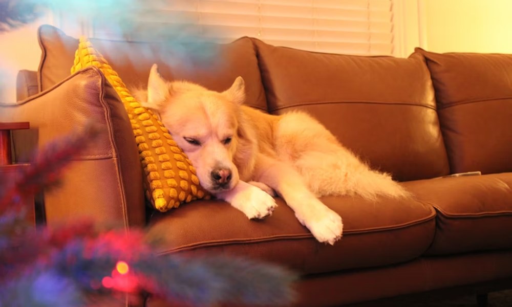 miert remalom a szilveszteri petardazas az allatok szamara 1 miert remalom a szilveszteri petardazas az allatok szamara 1