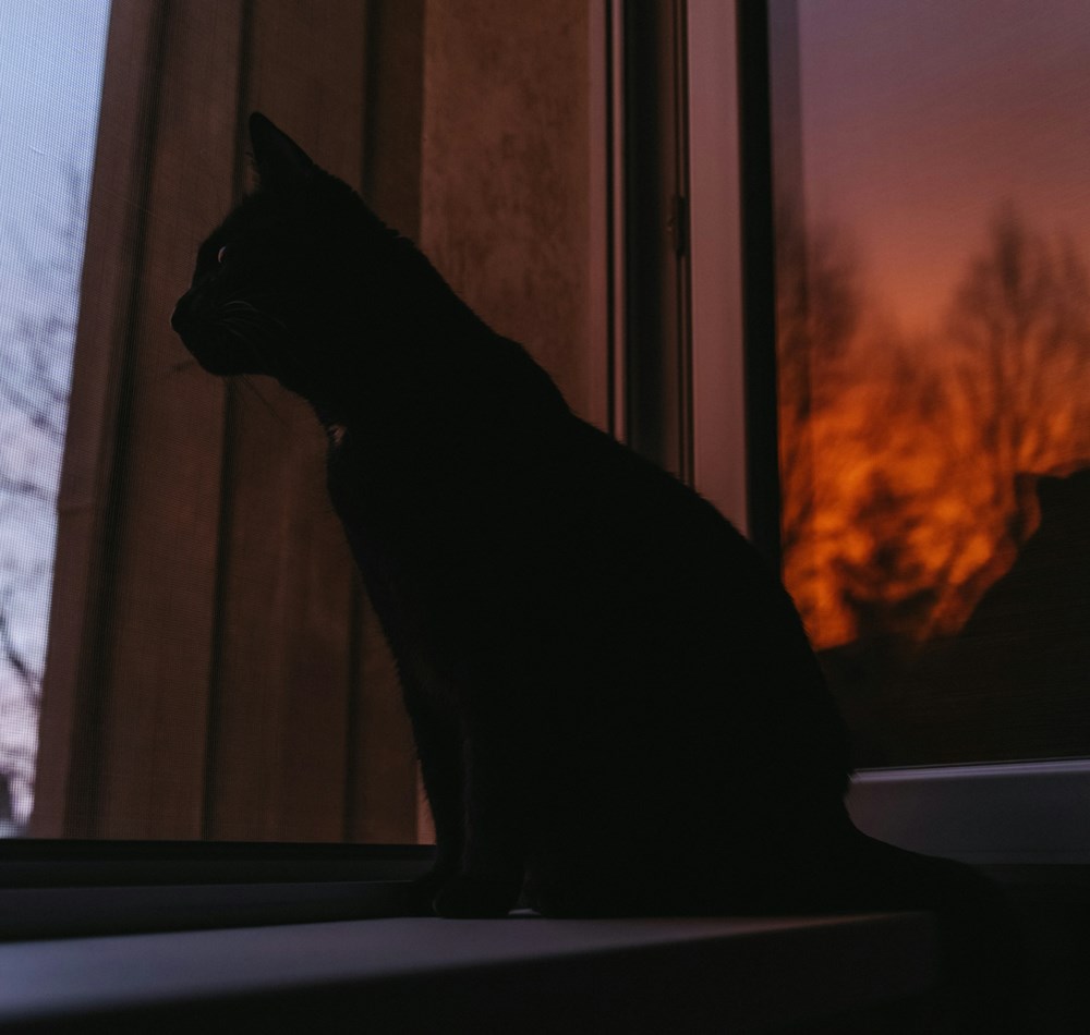 miert remalom a szilveszteri petardazas az allatok szamara 2 miert remalom a szilveszteri petardazas az allatok szamara 2