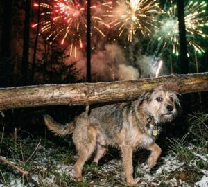 miert remalom a szilveszteri petardazas az allatok szamara