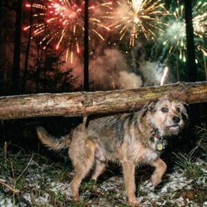 miert remalom a szilveszteri petardazas az allatok szamara