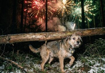 miert remalom a szilveszteri petardazas az allatok szamara