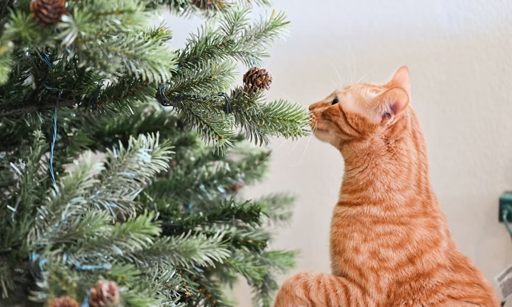 miert utaljak egyes macskak a karacsonyfat 1 miert utaljak egyes macskak a karacsonyfat 1