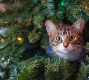 miert utaljak egyes macskak a karacsonyfat