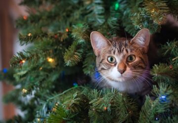 miert utaljak egyes macskak a karacsonyfat