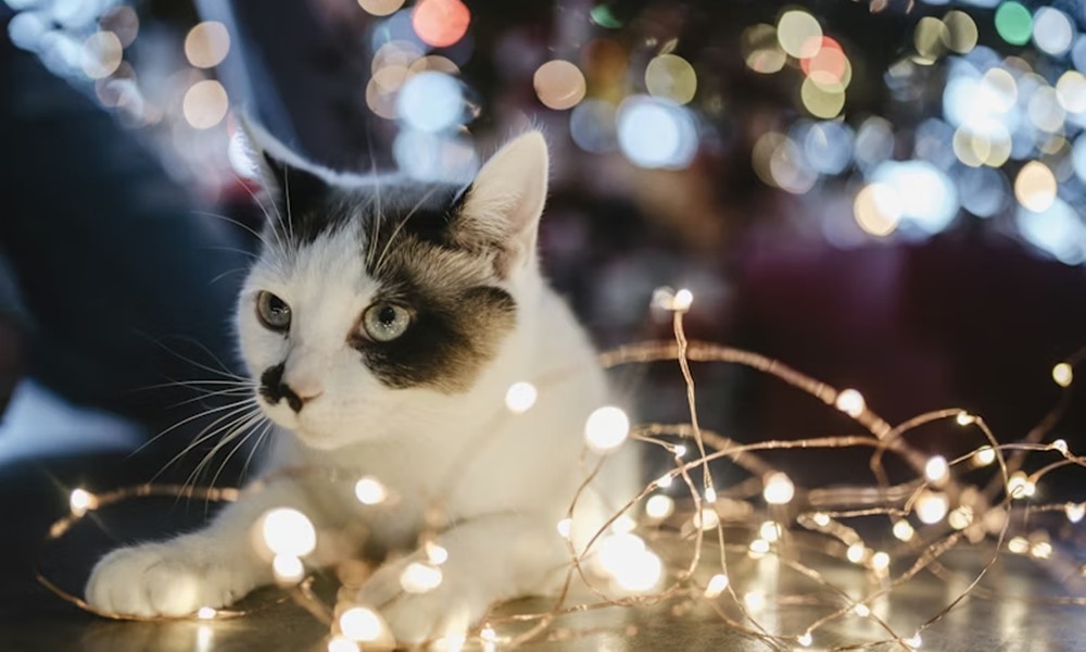 miert utaljak egyes macskak a karacsonyfat 4 miert utaljak egyes macskak a karacsonyfat 4