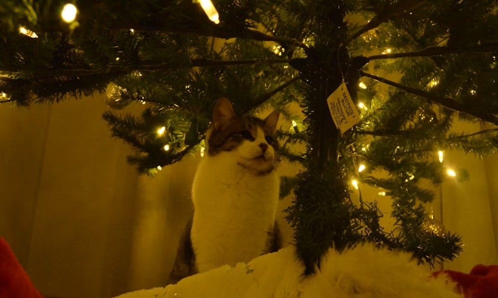 miert utaljak egyes macskak a karacsonyfat 5 miert utaljak egyes macskak a karacsonyfat 5