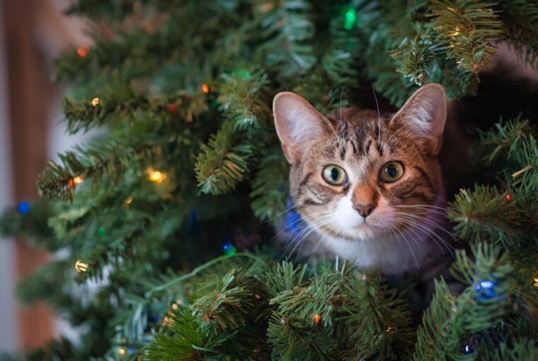 miert utaljak egyes macskak a karacsonyfat