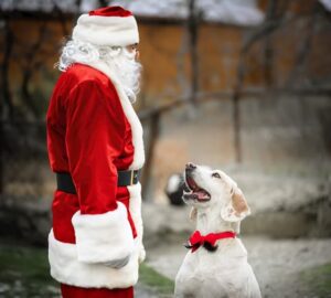 mikulas kutyaszanhuzo brigadot alkalmazna 1