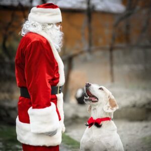 mikulas kutyaszanhuzo brigadot alkalmazna 1