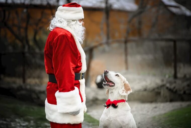 mikulas kutyaszanhuzo brigadot alkalmazna 1