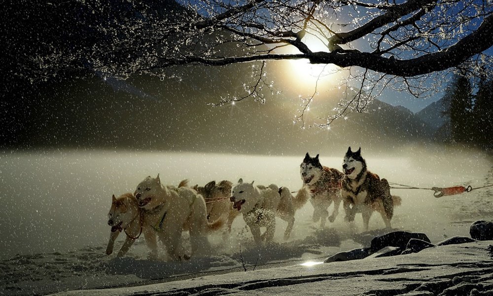 mikulas kutyaszanhuzo brigadot alkalmazna 3