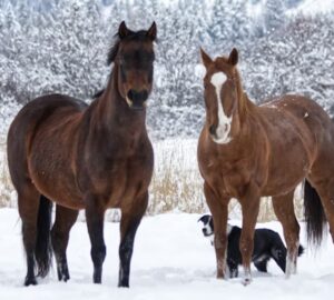 mit gondol a lo 2026