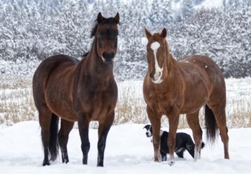 mit gondol a lo 2026