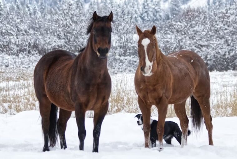 mit gondol a lo 2026