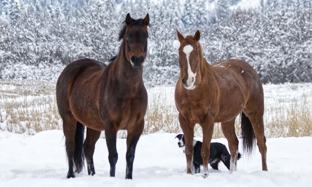 mit gondol a lo 2026