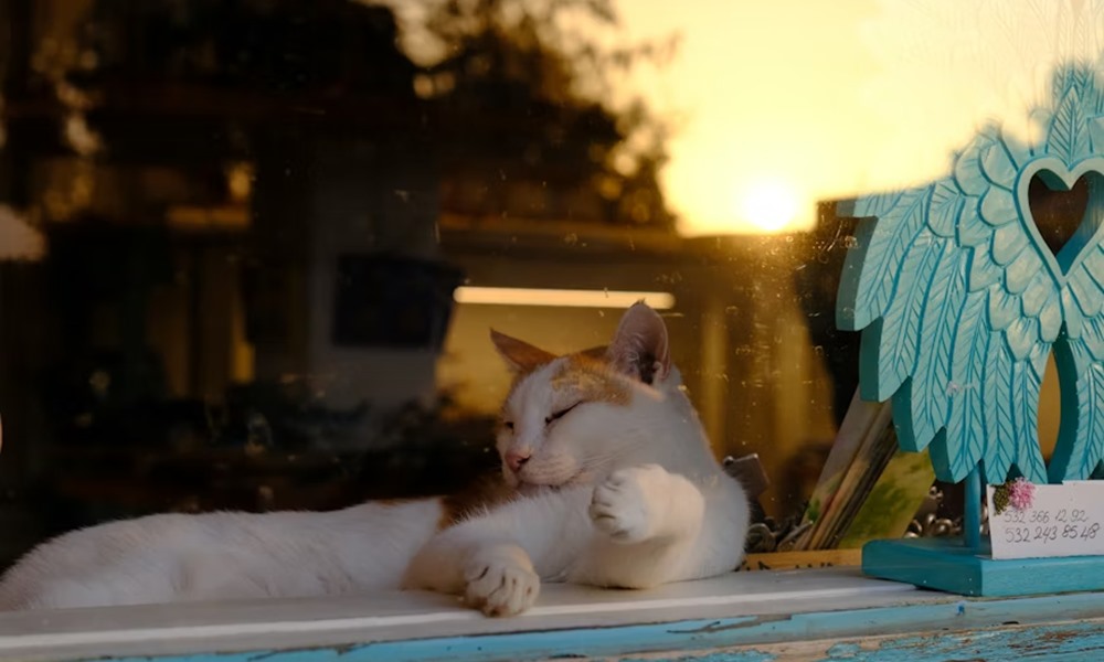 mit mondj valakinek aki elvesztette a kedvencet 1 mit mondj valakinek aki elvesztette a kedvencet 1