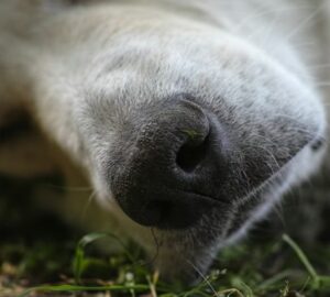 mit mondj valakinek aki elvesztette a kedvencet