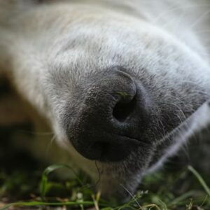 mit mondj valakinek aki elvesztette a kedvencet