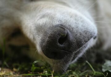mit mondj valakinek aki elvesztette a kedvencet