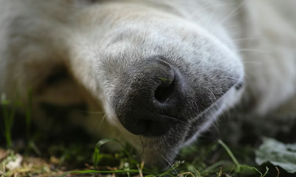 mit mondj valakinek aki elvesztette a kedvencet