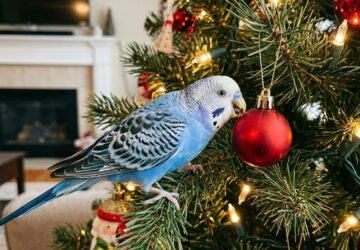 papagaj karacsonyfa