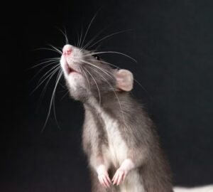 patkanyok is fuveznenek 2026