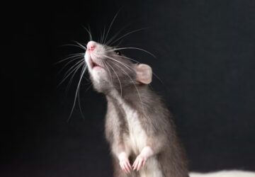 patkanyok is fuveznenek 2026