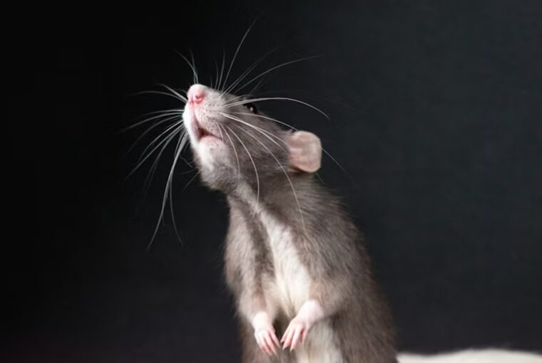 patkanyok is fuveznenek 2026