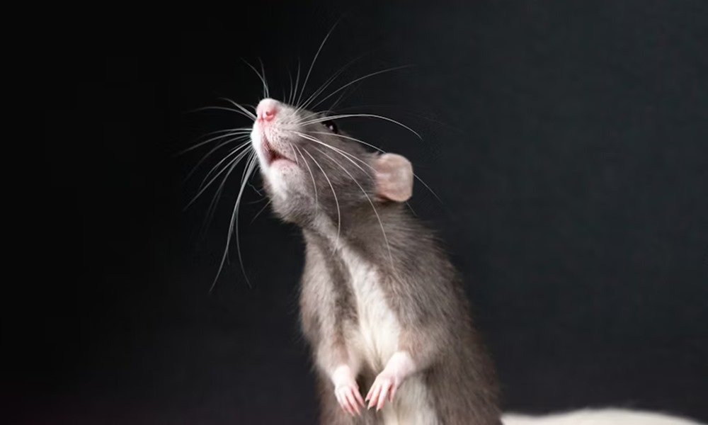 patkanyok is fuveznenek 2026