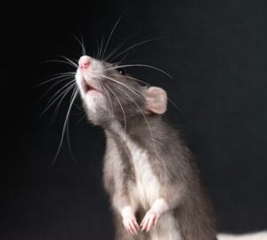 patkanyok is fuveznenek stressz ellen