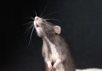 patkanyok is fuveznenek stressz ellen