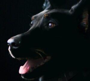 szilveszterkor elszokik a kutya 2026