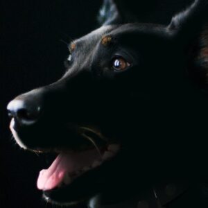 szilveszterkor elszokik a kutya 2026